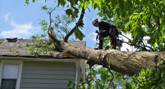 Tree Service